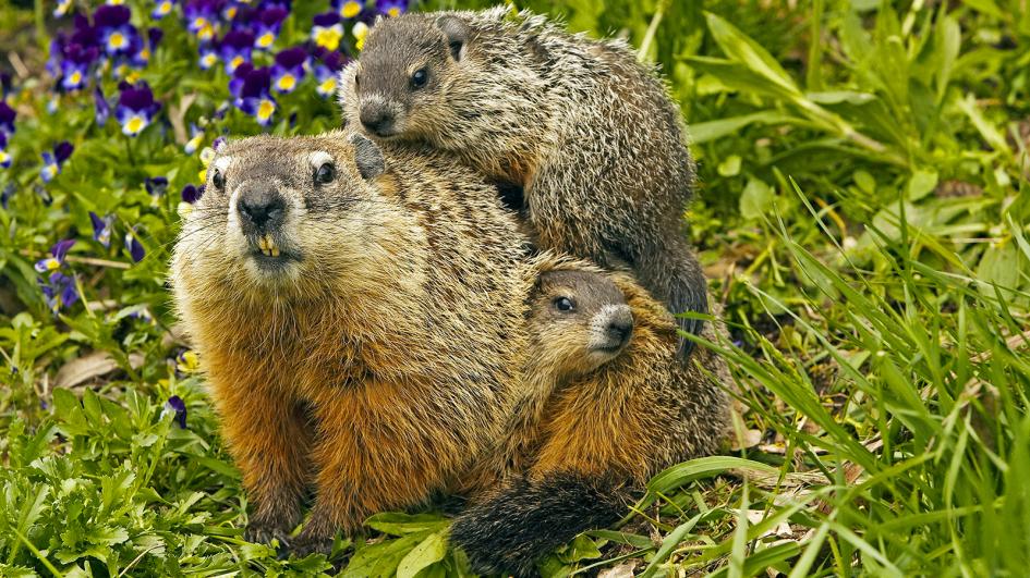 9 Groundhog Day Facts