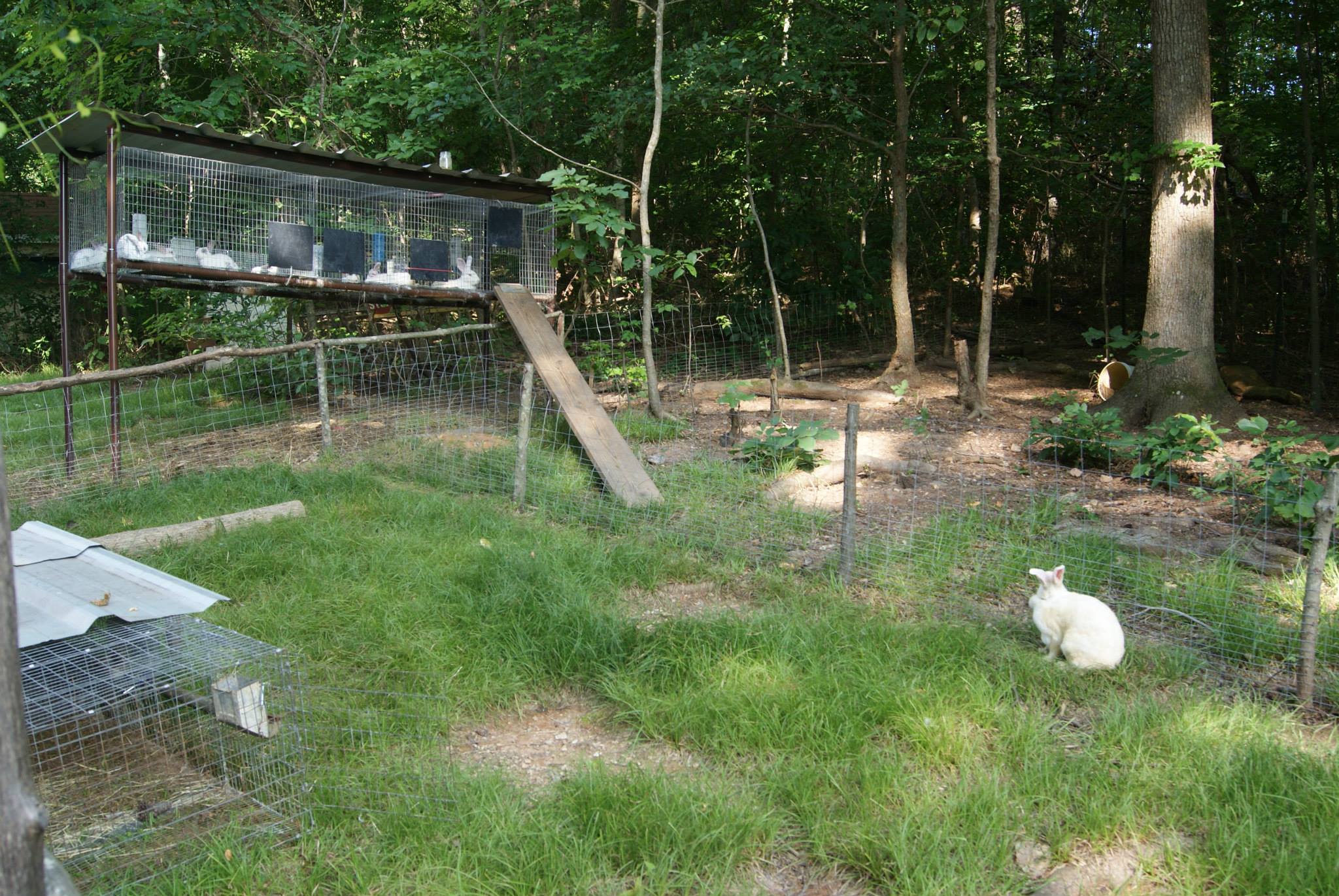 Raising Rabbits Our Rabbit Colony Blue Eyed Mama's Blog Family