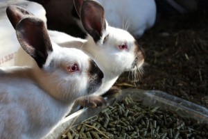 raising rabbits