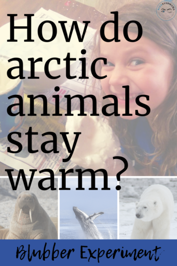 blubber experiment 