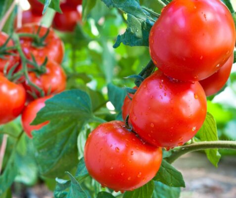 tomato plants