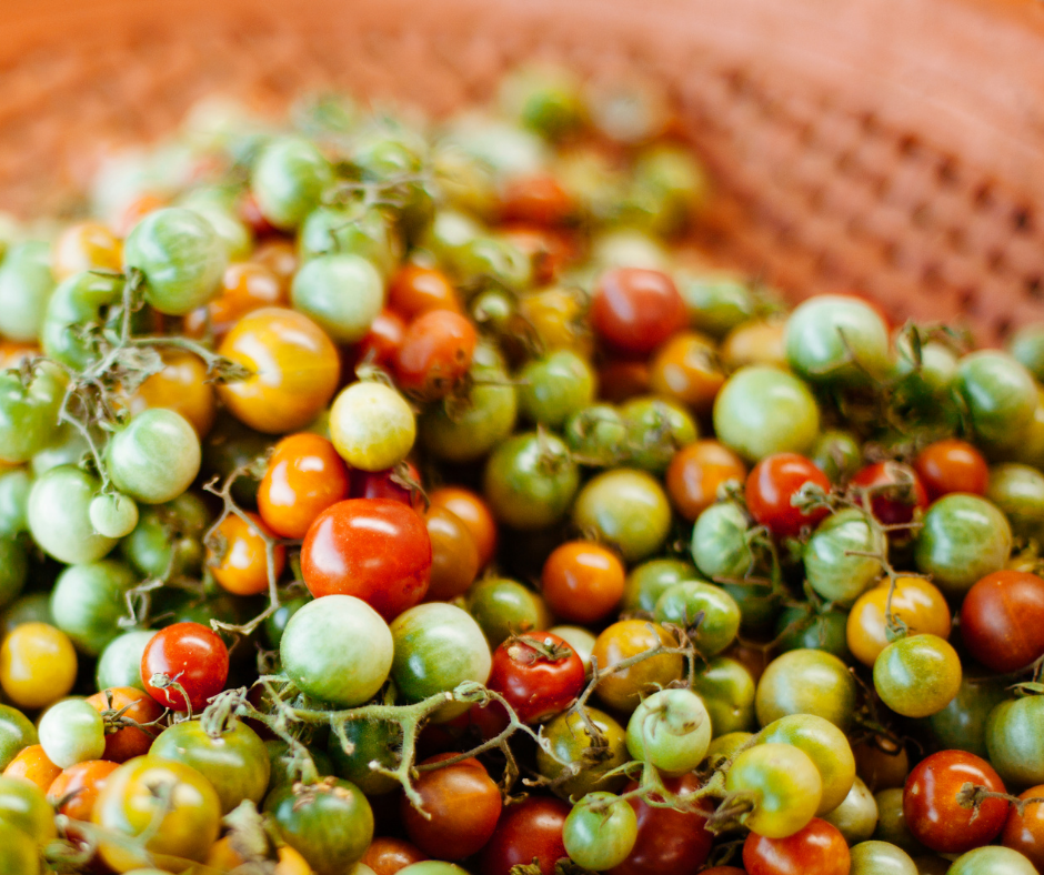 Rosemary Pickled Green Cherry Tomatoes for Antipasto