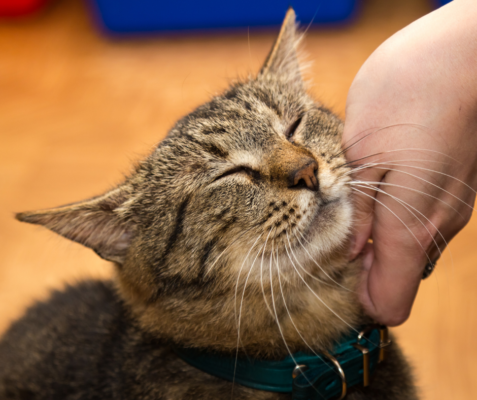 volunteer at an animal shelter