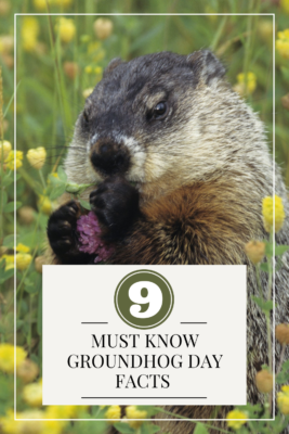 9 groundhog day facts