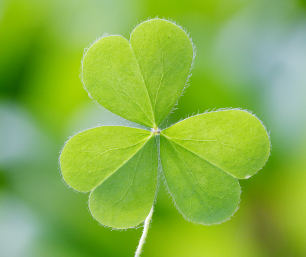 Fun St. Patrick's Day Facts - Blue Eyed Mama's Blog - Family Recipes ...