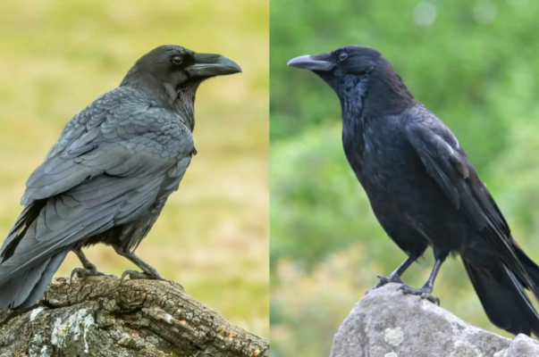 Ravens vs Crows