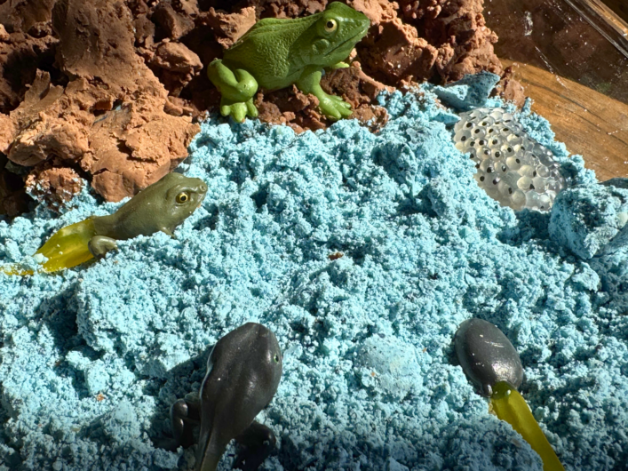 frog science activities for kids