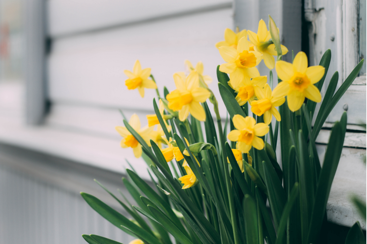 5 Spring Home and Routine Refresh Ideas