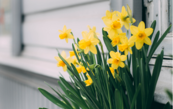 spring home