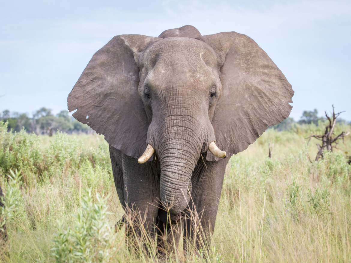 Elephant Activities for Kids