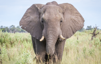 elephant activities for kids